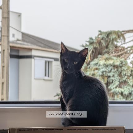 Photo 1/1 Simone Chat lost in Angers