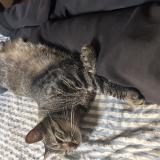 Picture of cat lost at Lyon