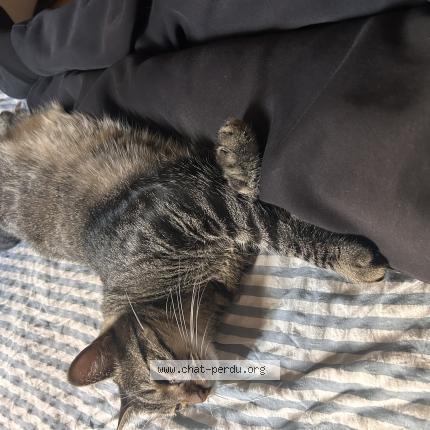 Photo 1/1 Kobe Chat lost in Lyon