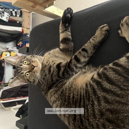 Photo 1/1 Gatto Chat lost in Berlin