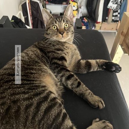 Photo 1/1 Reunited cat Lost in Berlin
