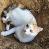 Picture of cat lost at Vallet