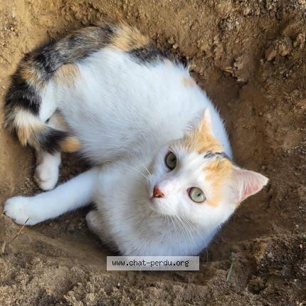 Photo 1/1 Stella Chat lost in Vallet