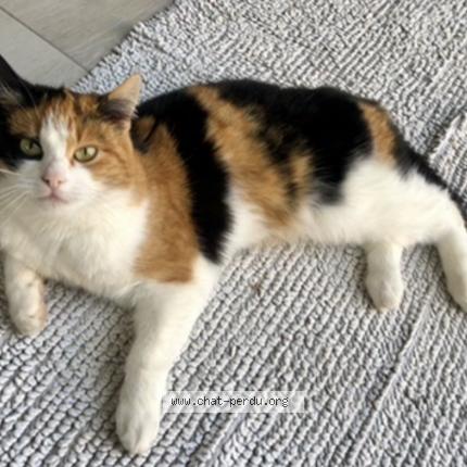 Photo 1/2 Lilie Chat lost in Bouxwiller