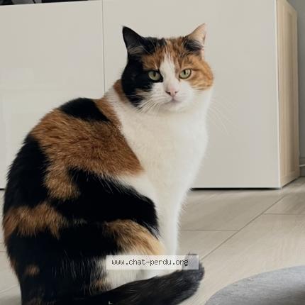 Photo 2/2 Lilie Chat lost in Bouxwiller