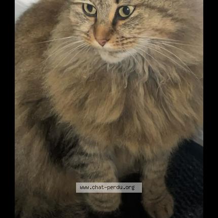 Photo 1/1 Kitsu Chat lost in Valmont