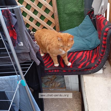 Photo 1/1 Found cat Found in Gardanne
