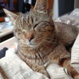 Picture of cat found at Le Barcares