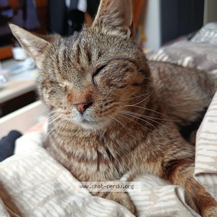 Photo 1/1 Found cat Found in Le barcares