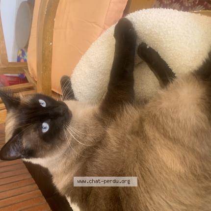 Photo 1/1 Saphir Chat lost in Anglet