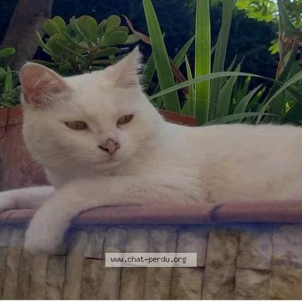 Photo 1/1 Manouche Chat lost in Nice