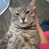 Picture of cat lost at Thionville