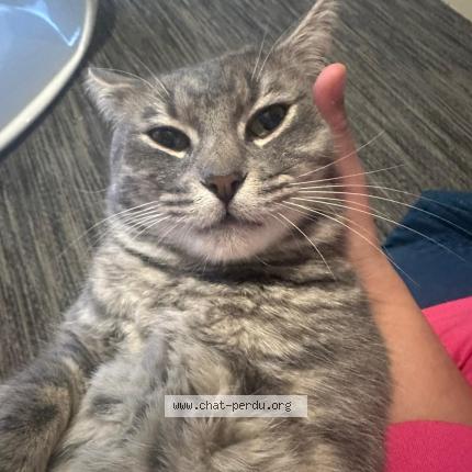 Photo 1/1 Tinja Chat lost in Thionville