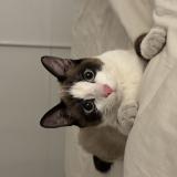 Picture of cat lost at Cenon