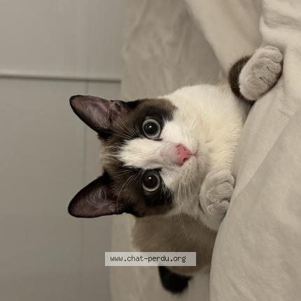 Photo 1/1 MILO Chat lost in Cenon