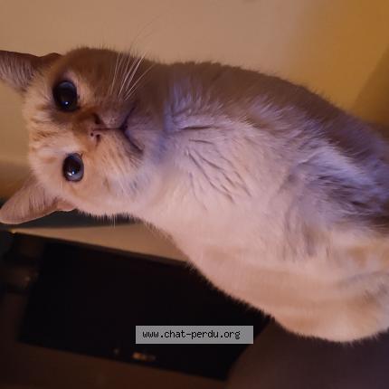 Photo 1/1 Titou Chat lost in Ales