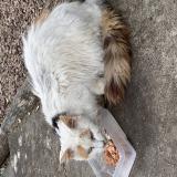 Picture of cat found at Nontron
