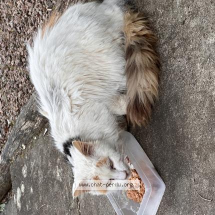 Photo 1/1 Found cat Found in Nontron