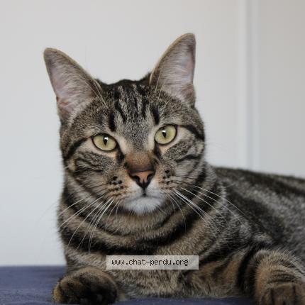 Photo 1/1 Ticha Chat lost in Pinsaguel