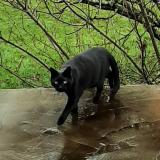 Picture of cat lost at Vierzon