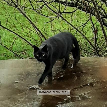 Photo 1/1 Calou Chat lost in Vierzon