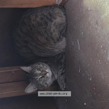 Photo 1/1 Found cat Found in Laval