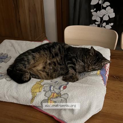 Photo 1/1 Choupa Chat lost in Balbigny