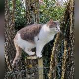 Picture of cat lost at Mouzeuil Saint Martin