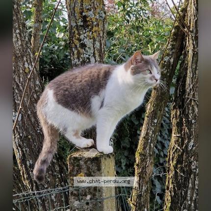 Photo 1/1 Minouche Chat lost in Mouzeuil saint martin