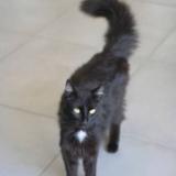 Picture of cat found at Bordeaux