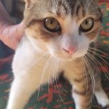 Picture of cat found at Gasny