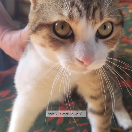 Photo 1/1 Found cat Found in Gasny