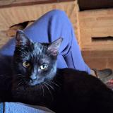 Picture of cat lost at Castelnau De Montmiral