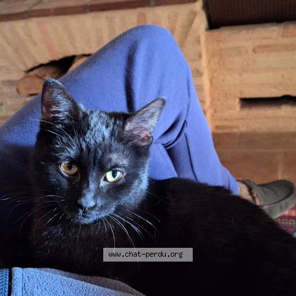 Photo 1/1 Coco Chat lost in Castelnau de montmiral