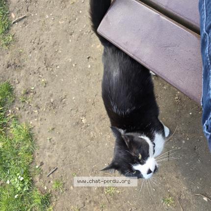 Photo 1/1 Found cat Found in Boulogne billancourt