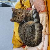 Picture of cat lost at Vitrolles