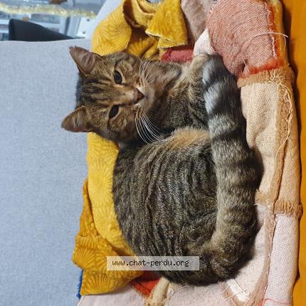 Photo 1/1 Ariel Chat lost in Vitrolles