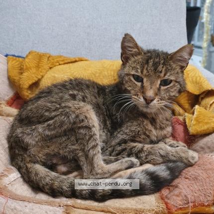 Photo 1/1 Ariel Chat lost in Vitrolles