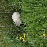 Picture of cat found at Capens