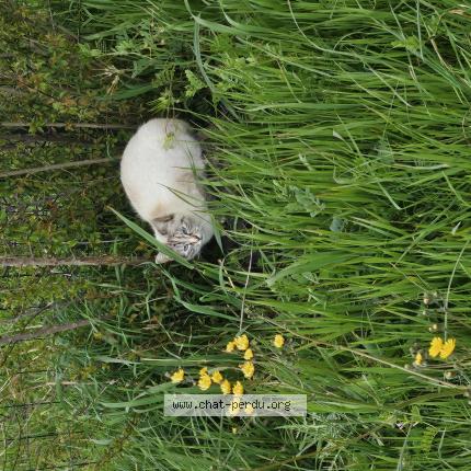 Photo 1/1 Found cat Found in Capens