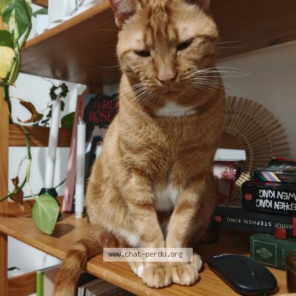 Photo 1/1 Cat reunited Lost in Caluire et cuire