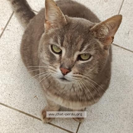 Photo 1/1 Found cat Found in Pontchateau