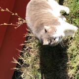 Picture of cat found at La Fouillouse