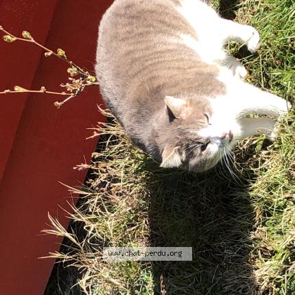 Photo 1/1 Found cat Found in La fouillouse