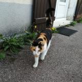 Picture of cat found at La Gaude