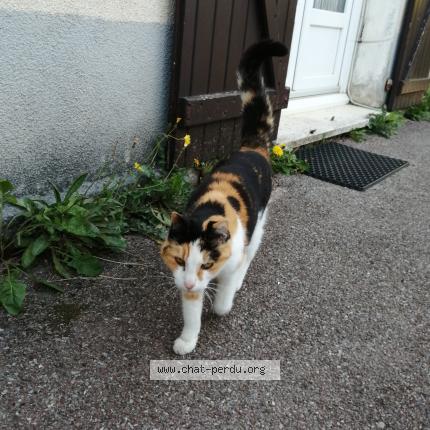 Photo 1/1 Found cat Found in La gaude