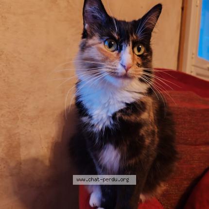 Photo 1/1 Shiro Chat lost in Serignac sur garonne