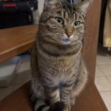 Picture of cat lost at Orange