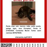 Picture of cat lost at Bordeaux