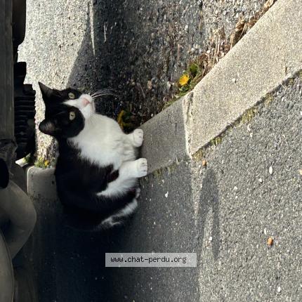 Photo 1/1 Found cat Found in Chartrettes